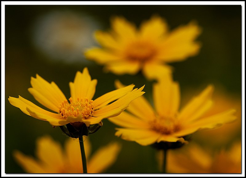 BruceNP-DSC_5880.jpg