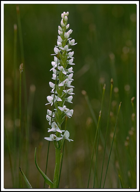 BruceNP-DSC_5953.jpg