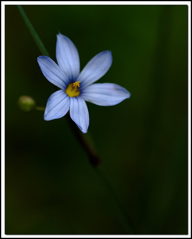 BruceNP-DSC_5962.jpg