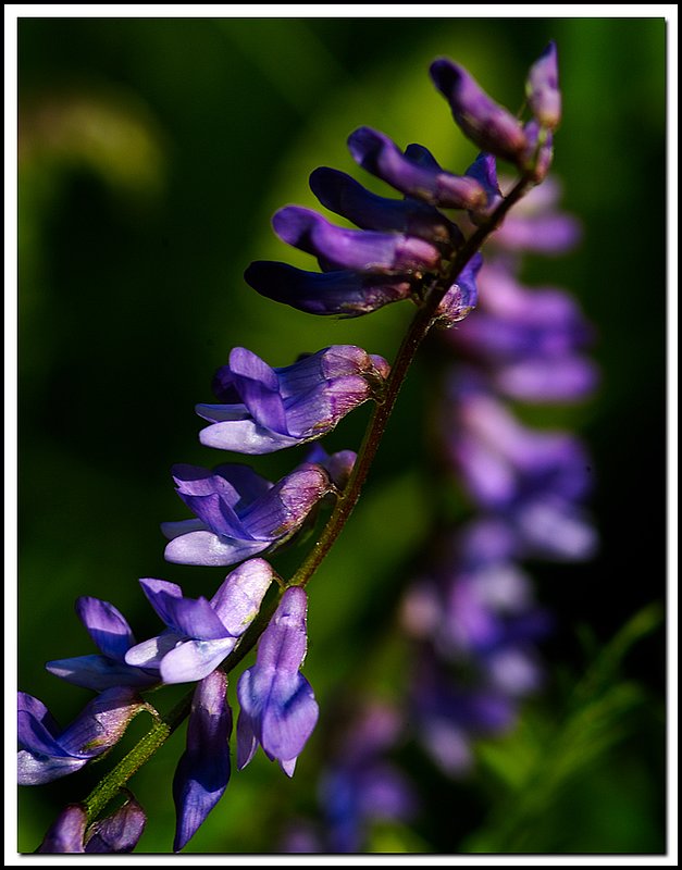 BruceNP-DSC_6211.jpg