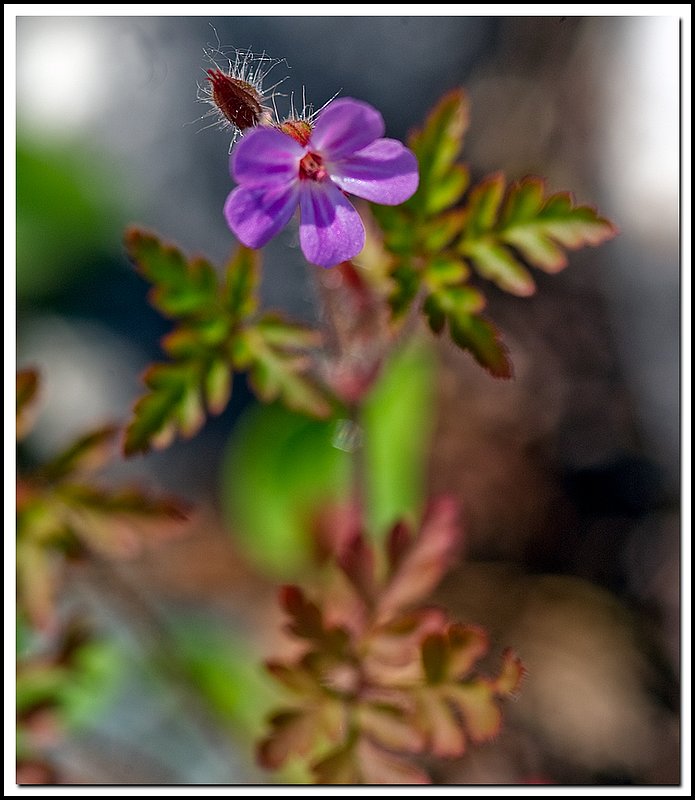 BrucenNP-DSC_4347.jpg