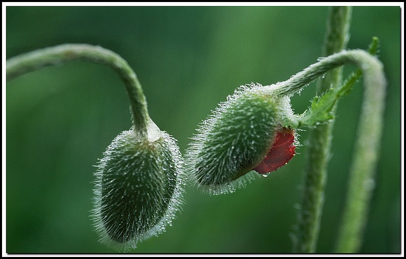 Emerging Poppy Buds-51-31-16.jpg