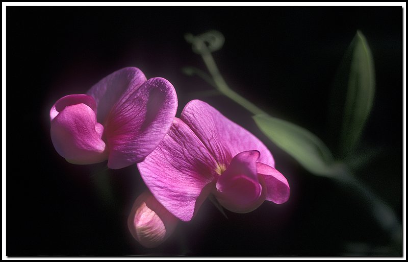 Everlasting Pea-41-17-12.jpg