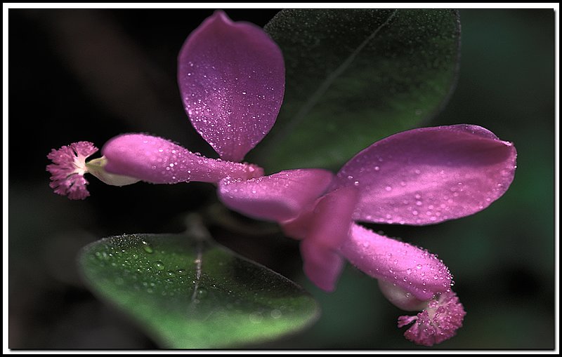 Fringed Polygala-55-05-09.jpg