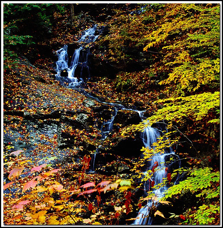 Gatineau Park-30-07-18.jpg