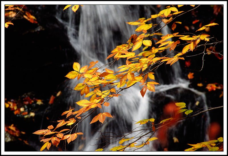 Gatineau Park-30-07-19.jpg