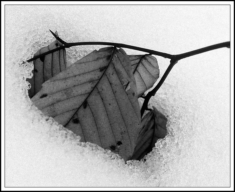 Gatineau Park-37-12-11-bw.jpg