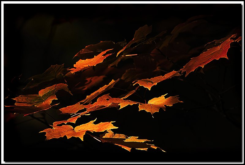 Gatineau Park-DSC_2930.jpg