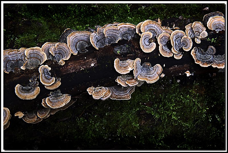 Gatineau Park-DSC_3025.jpg