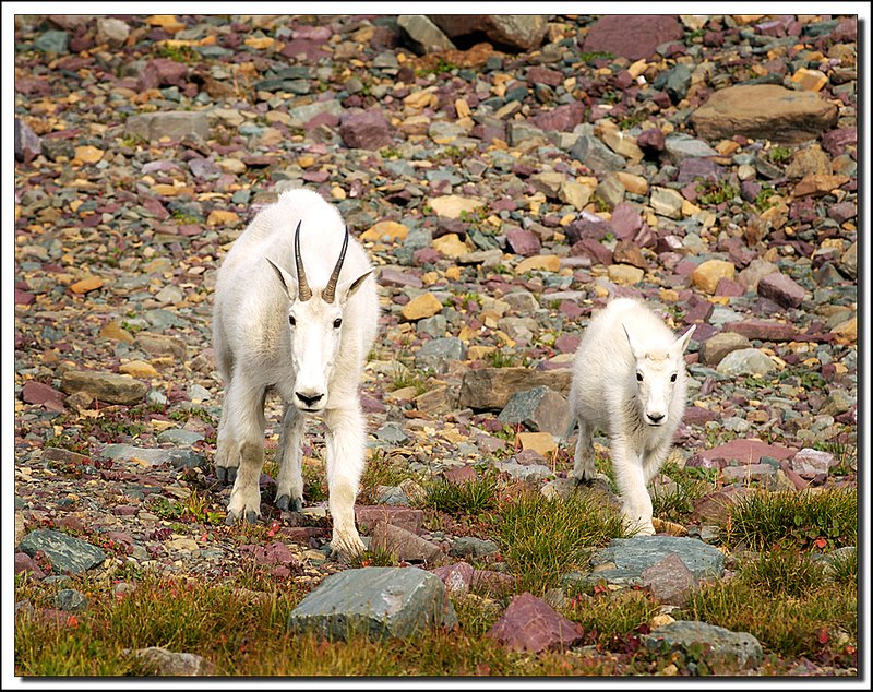 GlacierNP-DSC_0676.jpg