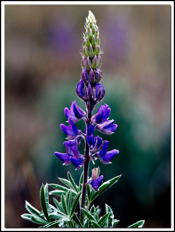 Grand TetonNP-DSC_1254.jpg