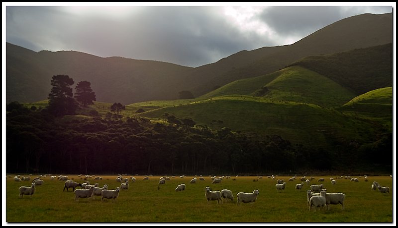 New Zealand-DSC_2886.jpg