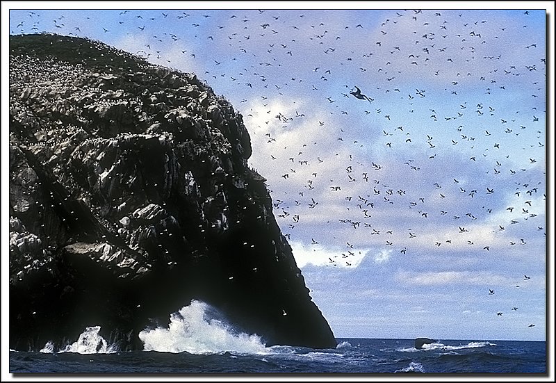 Newfoundland-18-01-20.jpg