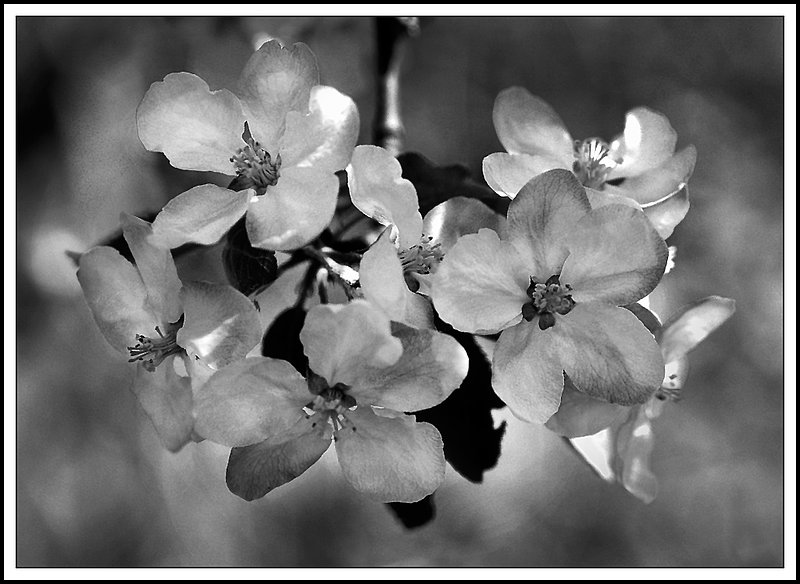 Ontario-35-02-11-bw.jpg