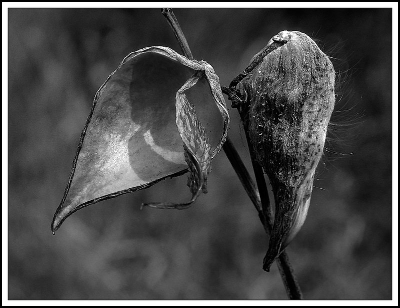 Ontario-37-12-10-bw.jpg