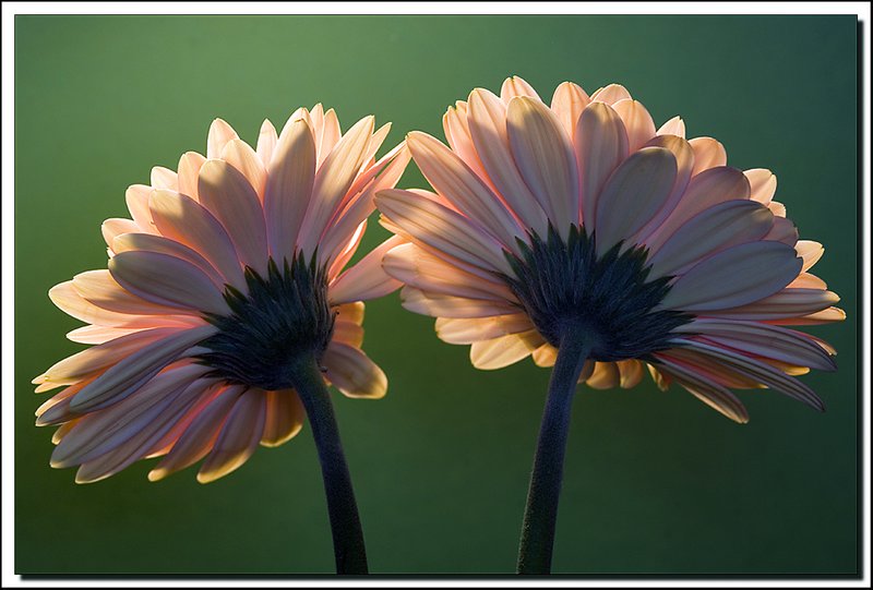 Ottawa-Gerberas.jpg