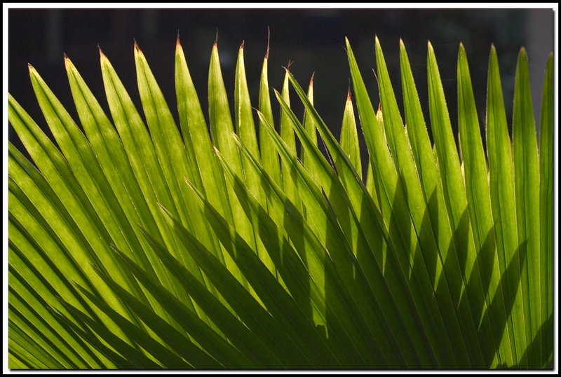 Shadow Palm-DSC_3060-2.jpg