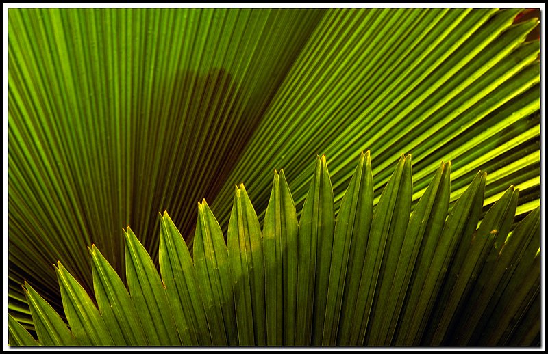 Sunrise Palm-DSC_3757-2.jpg