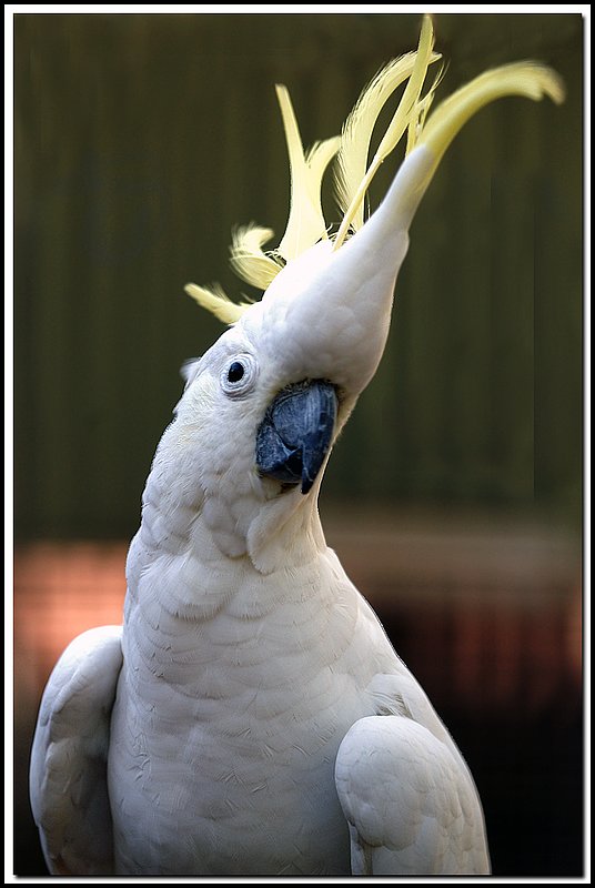 Sydney Zoo-DSC_2324.jpg