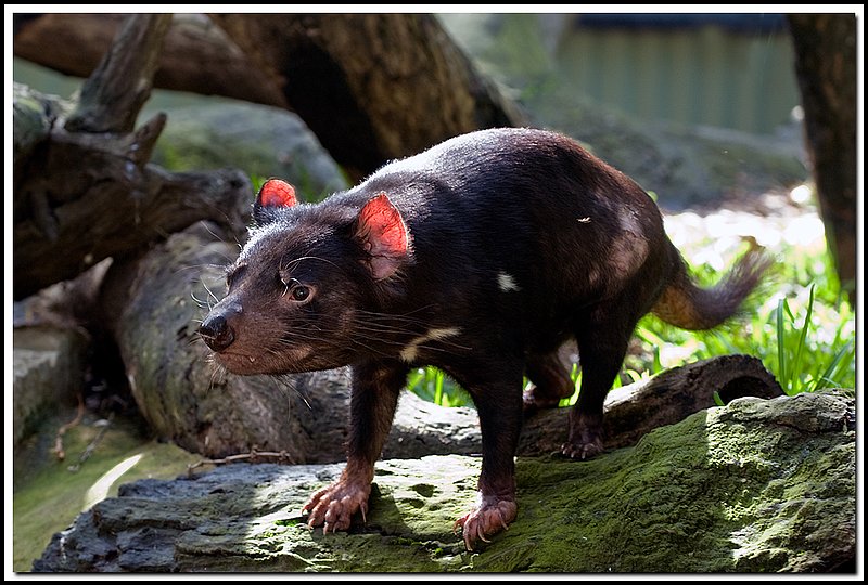 Sydney Zoo-DSC_2358.jpg
