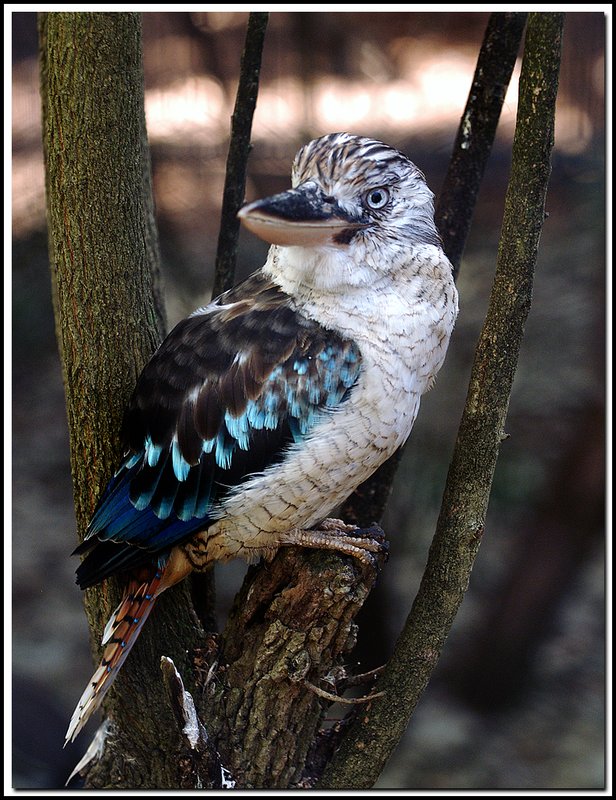 Sydney Zoo-DSC_2361.jpg