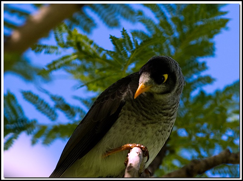 Sydney-DSC_2307.jpg