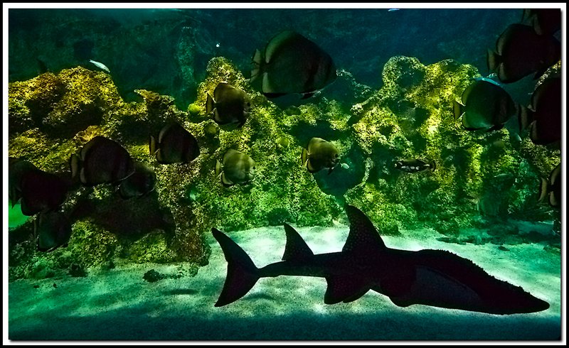 Sydney-DSC_2538.jpg