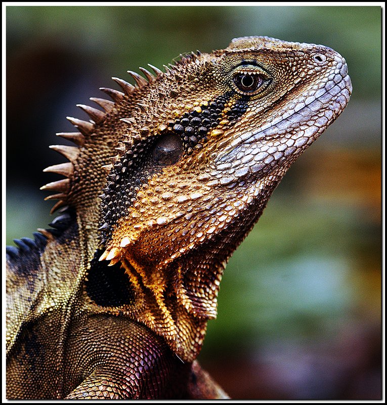 Sydney-DSC_3403.jpg