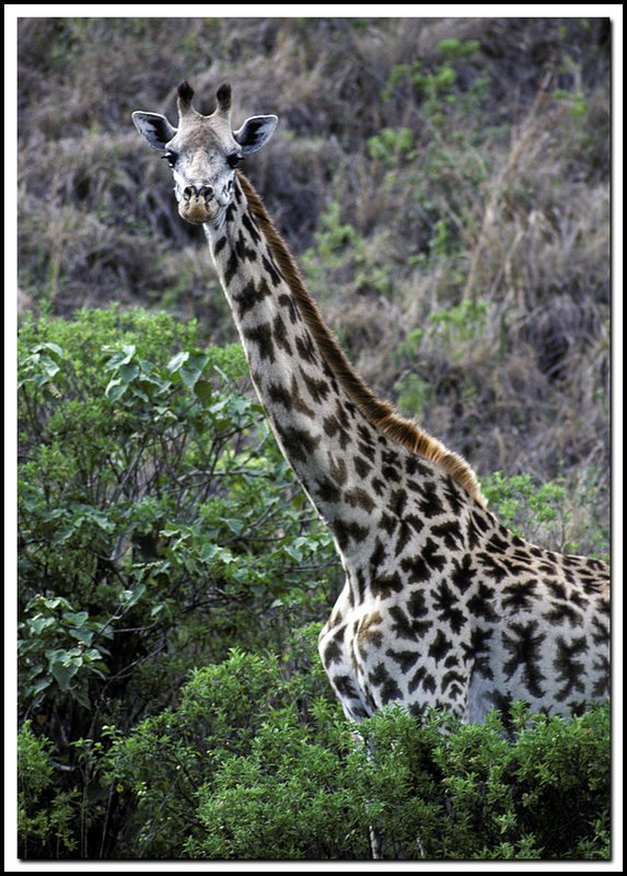 Tanzania-19-27-13.jpg