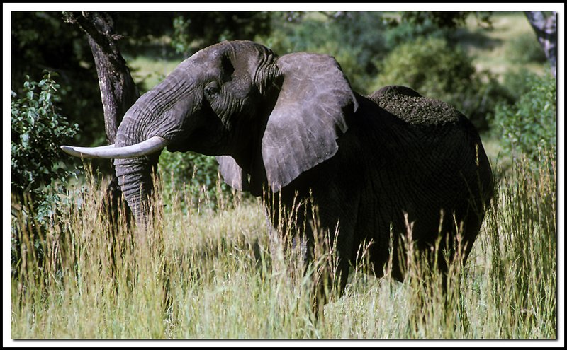 Tanzania-19-31-14.jpg