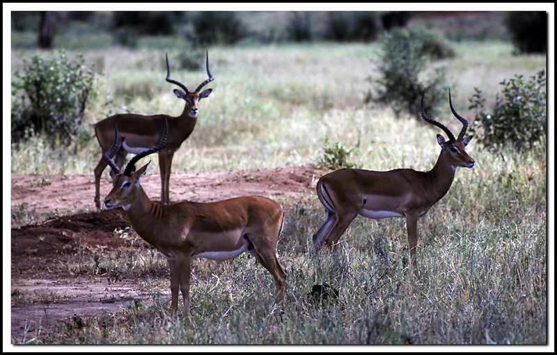 Tanzania-19-32-09.jpg