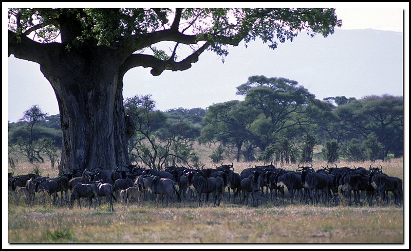 Tanzania-19-35-12.jpg