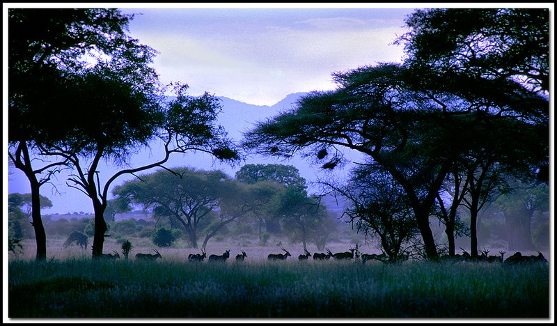 Tanzania-19-35-16-01.jpg