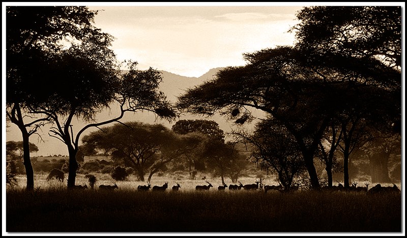 Tanzania-19-35-16-1-bw1.jpg
