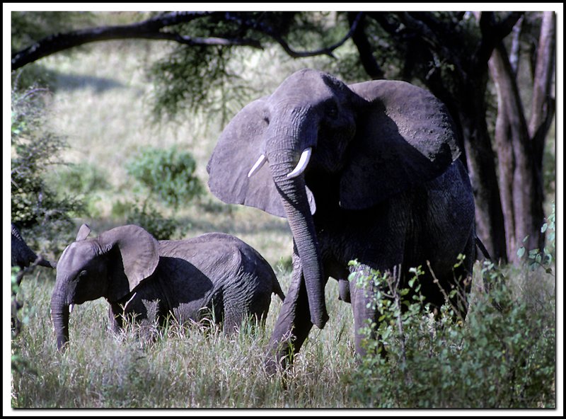 Tanzania-20-03-06.jpg