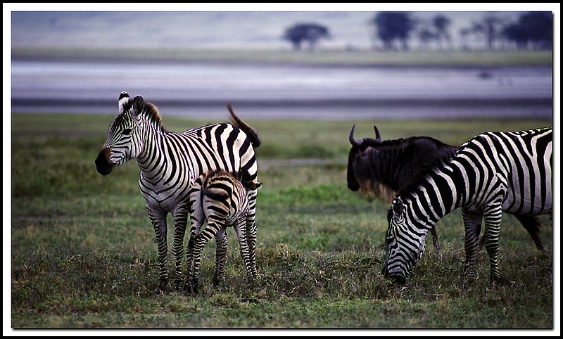 Tanzania-20-10-15.jpg