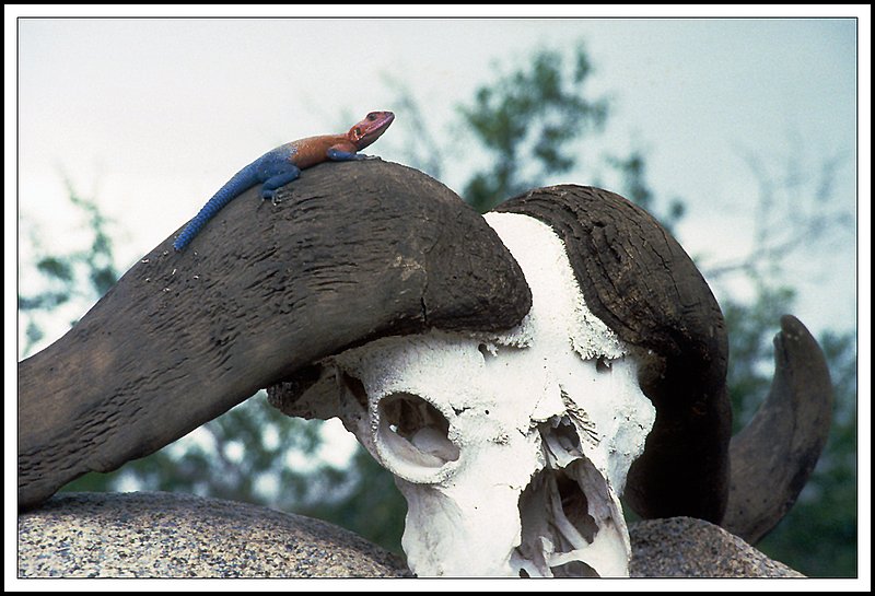 Tanzania-20-35-11.jpg