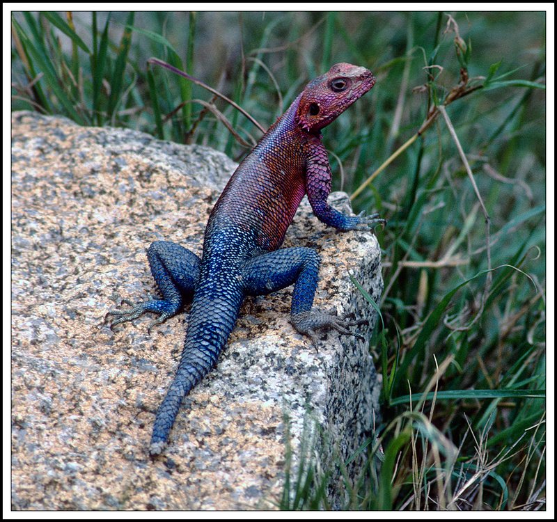 Tanzania-21-01-12.jpg