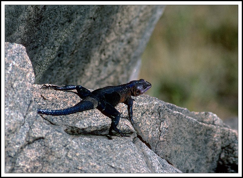 Tanzania-21-08-09.jpg