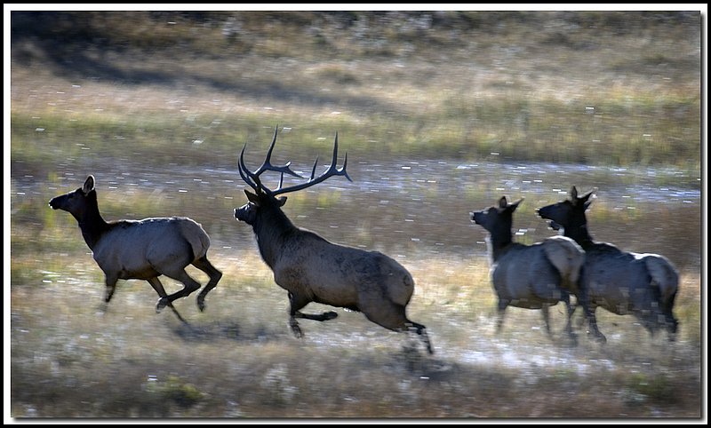 YellowstoneNP-DSC_2727.jpg