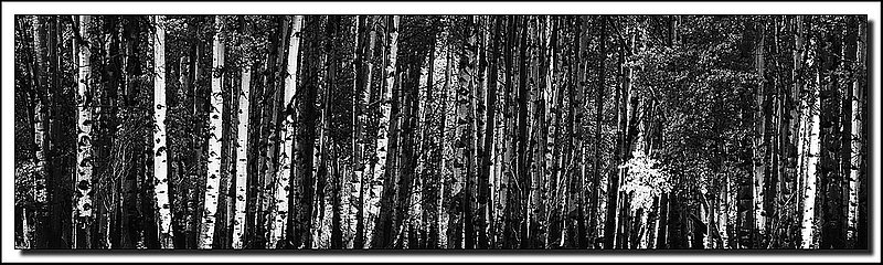 Aspens Early Autumn-DSC_1247 x2.jpg