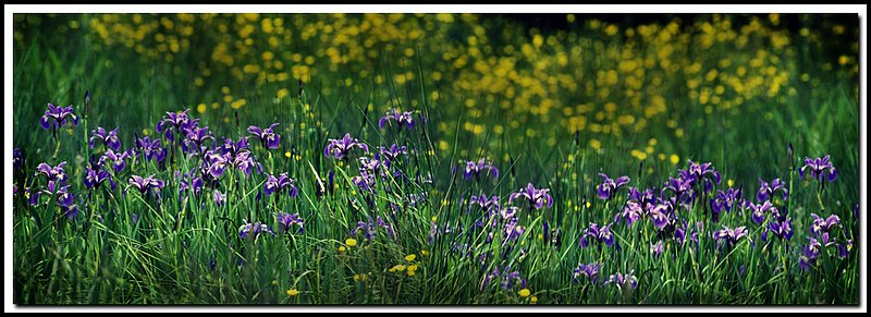 Irises and Buttercups-51-17-19 x2.jpg