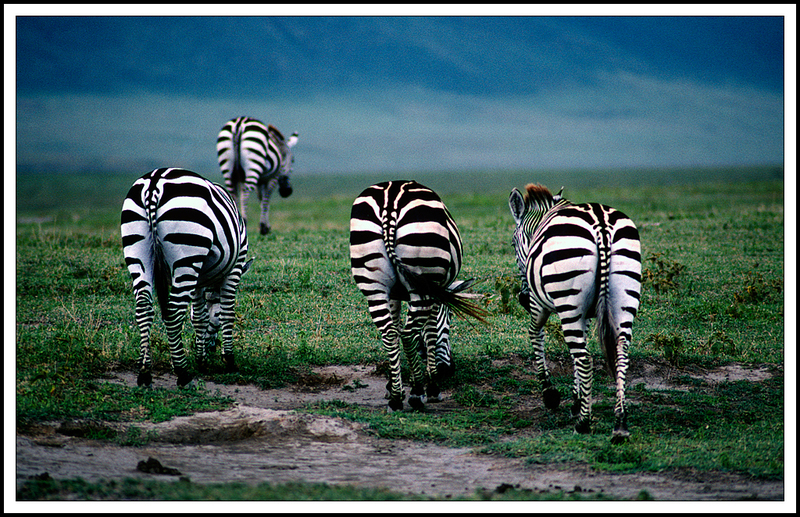 Ngorongoro 1-20-10-13(1).jpg