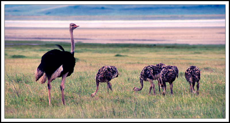 Ngorongoro 2-20-14-11(1).jpg