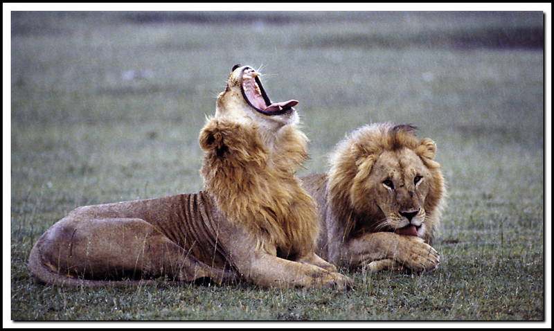 Serengeti-21-13-03(1).jpg