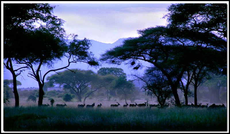 Tarangire-19-35-16-2 x2.jpg