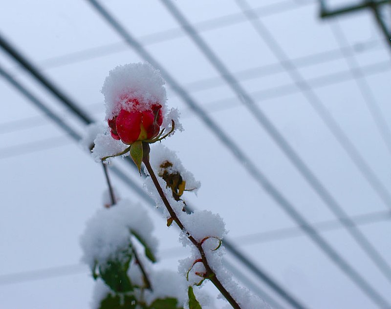 Snowrose1.jpg :: KONICA MINOLTA DIGITAL CAMERA