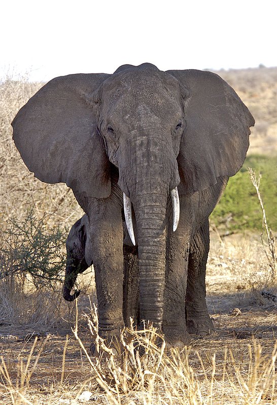 -Elephant-female-and-calf Tarangire E1.jpg :: This female is quite concerned about our presence. She quickly positions her baby behind her and she opens her ears to make herself look even larger.