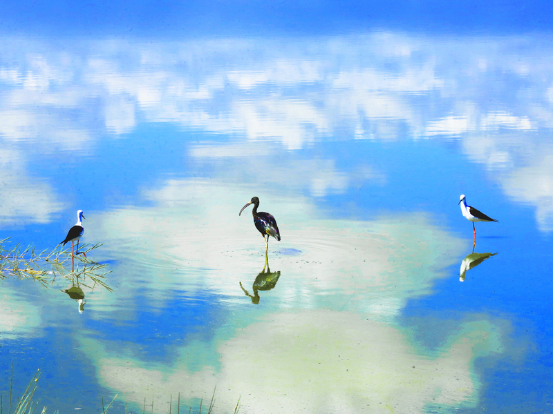 164A0114.jpg :: Two African stilts and an ibis standing in the shallows 