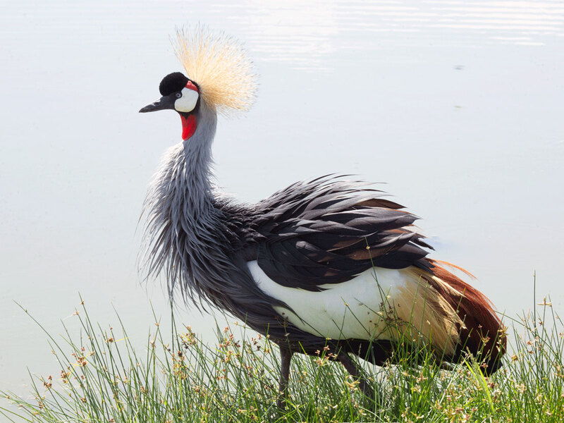 164A0195crowned-crane-copy.jpg :: African Crowned Crane